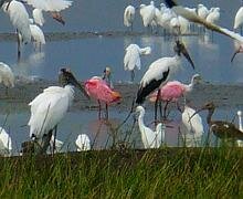 Roseate Spoonbill